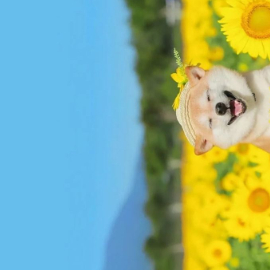 爱吃兔子的大奶糖