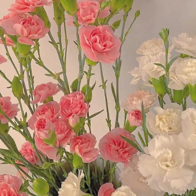 蓝桥杯忠实代码人