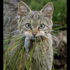 猫猫就是最棒的